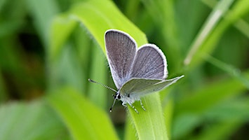 Imagem principal de Spring butterfly walk at Heartwood Forest