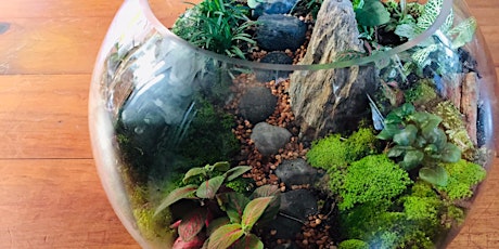 Primaire afbeelding van Large terrarium workshop