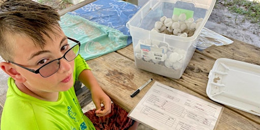 Primaire afbeelding van Student Program: Sea Turtle Biologist-in-Training (grade 2)