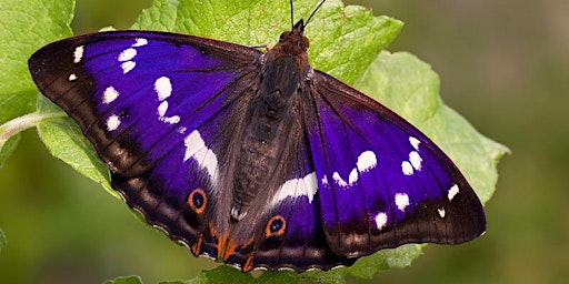 Summer woodland butterfly walk at Heartwood Forest primary image