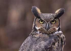 Primaire afbeelding van Live Owl Program and Owl Prowl