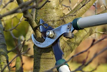 Annual Tree and Shrub Pruning Workshops primary image
