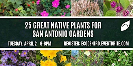 25 Great Native Landscape Plants for San Antonio Gardens primary image