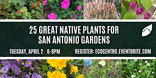 Hauptbild für 25 Great Native Landscape Plants for San Antonio Gardens