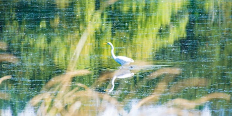 Immagine principale di Hands-on Birding Photography at Carty Lake 