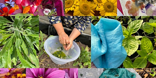 Imagen principal de Fresh Leaf Indigo Dyeing