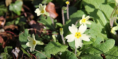 Guided Walk: Early Spring in the Forest primary image