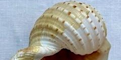 Immagine principale di Filling the Shell 