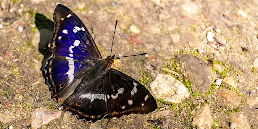 Imagem principal do evento Guided  Walk: Purple Emperors in the Heart of England Forest