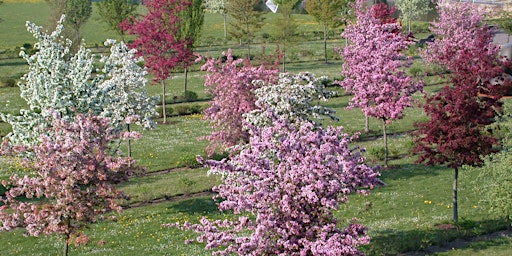 Imagem principal do evento Visite Arboretum Kirchberg: Pommiers en fleur [lu, fr, en]