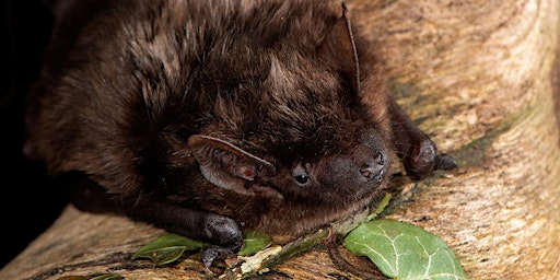 Primaire afbeelding van Bats for Beginners