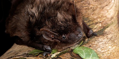 Immagine principale di Bat Ecology & Survey Techniques 