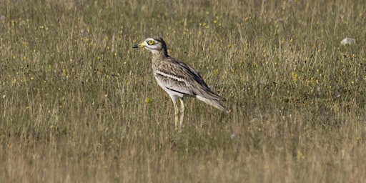 Image principale de The Norfolk Plover: Chris Knights in conversation with Nick Acheson