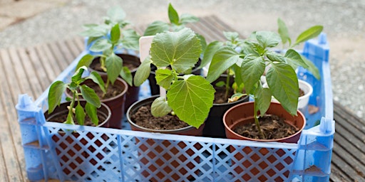 Primaire afbeelding van Currituck Vegetable Gardening Series