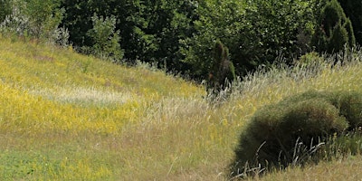 Visite Arboretum: Diversité multicolore dans la pelouse [lu, fr, en] primary image