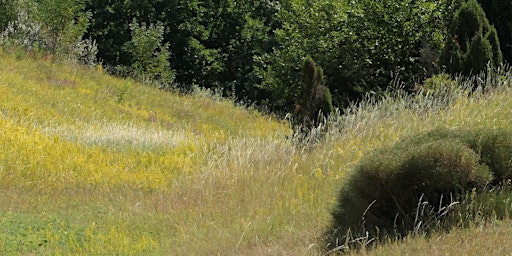 Visite Arboretum: Diversité multicolore dans la pelouse [lu, fr, en]  primärbild