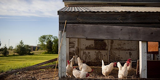 Backyard Flocks Workshop primary image