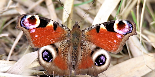 Hauptbild für Butterflies of Norfolk now and in the future with Carl Chapman