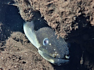 Eels of the River Glaven with Carl Brooker