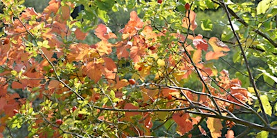 Imagem principal de Visite Arboretum: Fleurs, fruits, semences en automne  [lu, fr, en]