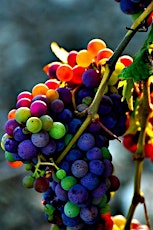 Primaire afbeelding van Organic Wine Tasting 1
