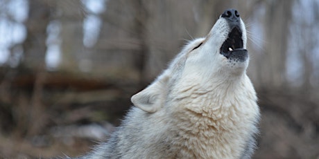 Imagem principal do evento Partners in Conservation Series:  Wolf Sanctuary of PA