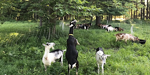 Immagine principale di Sage Farm Goat Dairy Tour and Cheese Tasting 
