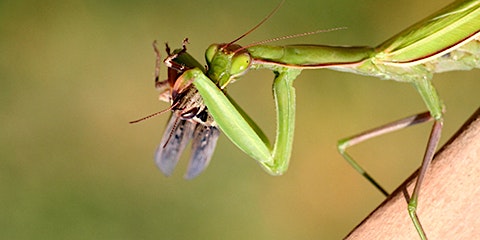 Hauptbild für 4-25-2024  Why Insects Are Good