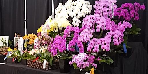 Orchidophilia 2024 - 40th Annual Orchid Show (April 27th, 28th) primary image