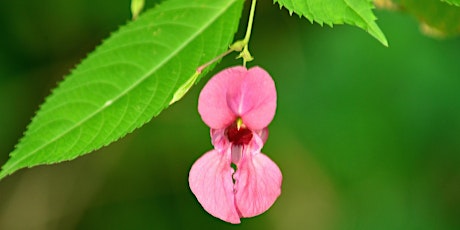 NWT Sweet Briar Marshes: Practical conservation task