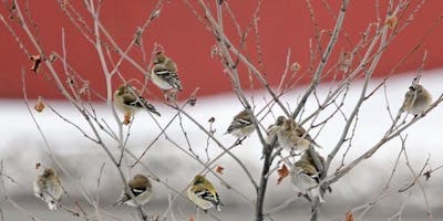 IJAMS BIRD-ABOUTS: Christmas Bird Count