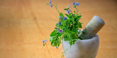 Image principale de Herbal Medicine Making Spring Series: Medicinal Salves w/Dr. Ashley