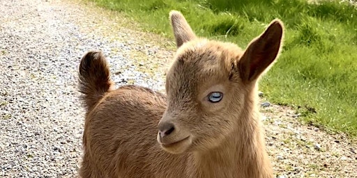 Goat Yoga Nashville- Capitol View (Downtown Nashville, North Gulch)  primärbild