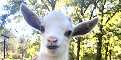 Imagem principal do evento Goat Yoga Nashville-Berry Farms (South Franklin, TN)