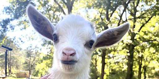 Imagem principal de Goat Yoga Nashville-Berry Farms (South Franklin, TN)