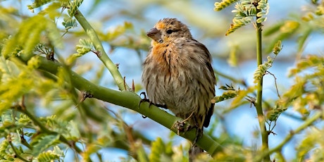 Birding Walk-About, Desert Willow