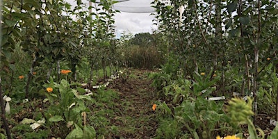 Oakbrook Farm Agroforestry Tour