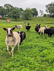 Farm to Yarn Immersive Class, w. Rachel from Brown Dog Farm & Ellie Barbeau