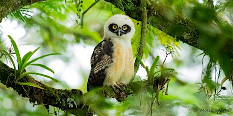 Tools and Techniques for Wildlife Photography with Moses Sparks - LA