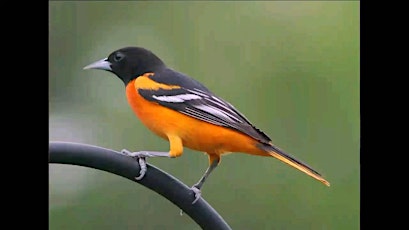 NJ Audubon Learning the Birds by Song Series