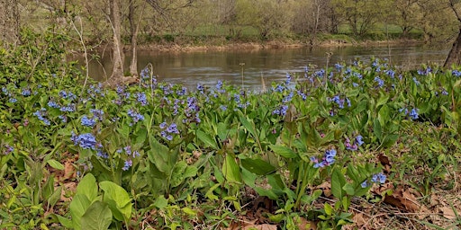 Hauptbild für Shenandoah Bluebell Walk