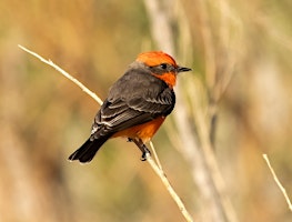 Birding Walk-About, Desert Willow primary image