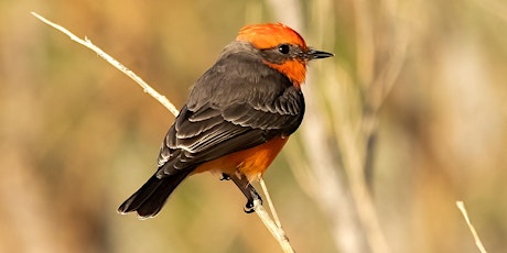 Birding Walk-About, Desert Willow primary image