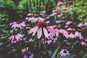 Hauptbild für Edible & Medicinal Plants