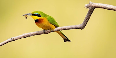 Tools and Techniques for Wildlife Photography with Moses Sparks - Pasadena primary image