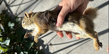 Small Creature Tanning