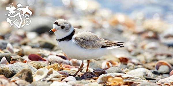 Chicago is for Plovers: Celebrating Chicago’s Piping Plovers
