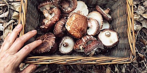 Fantastic Fungi Workshop primary image