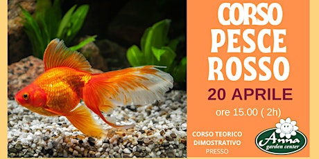 CORSO PESCE ROSSO