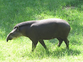 Primaire afbeelding van Zoo Babies and Animal Behavior